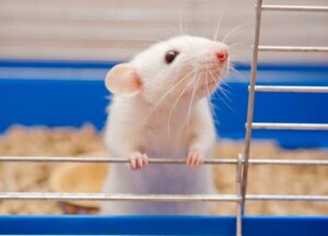 Ratos e camundongos: cada vez mais populares
