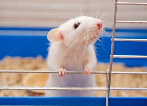 Ratos e camundongos: cada vez mais populares