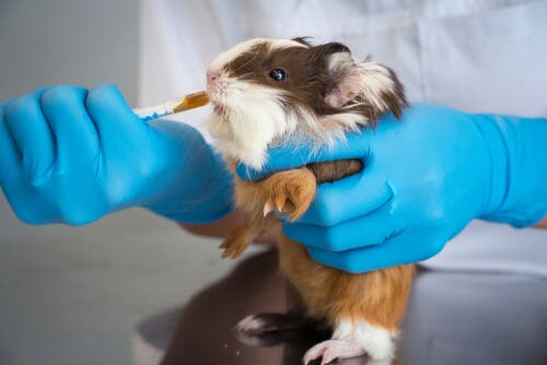 A hidratação dos roedores