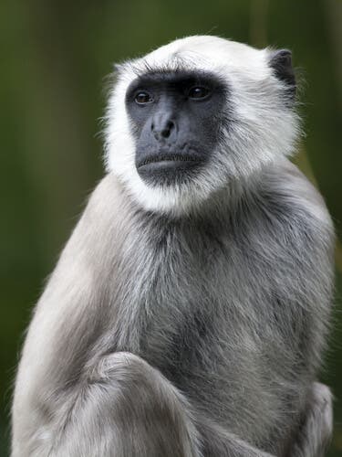 Características do langur cinza