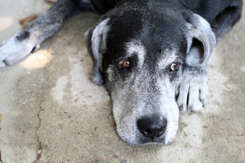a personalidade do seu cachorro muda com o passar dos anos