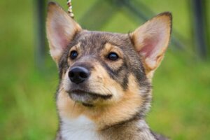 Tudo o que você precisa saber sobre o spitz dos Visigodos