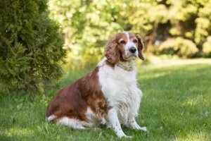 Springer spaniel: alimentação e cuidados