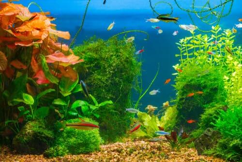 O substrato ideal para o seu aquário