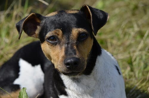 Características da raça terrier brasileiro
