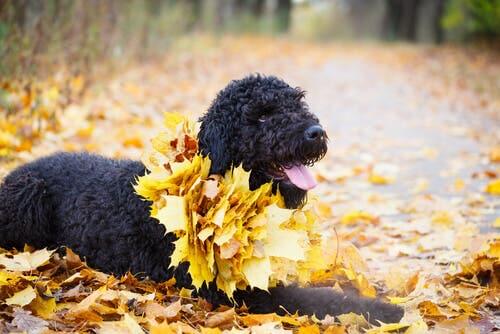 O terrier preto da Rússia: um excelente cão de guarda