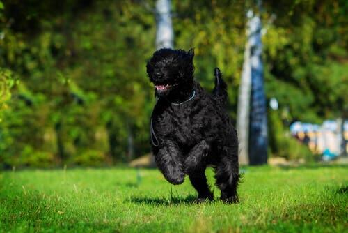 O terrier preto da Rússia