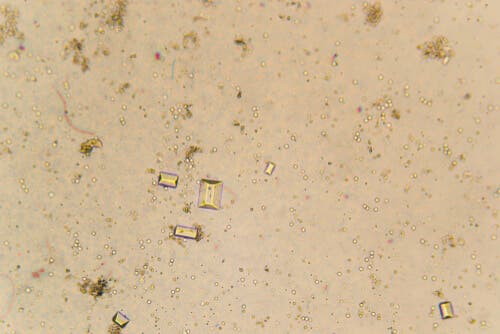 Cálculos urinários em cães e gatos