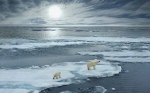 4 animais que habitam o Ártico