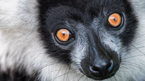 Varecia-preto-e-branco: características, comportamento e habitat
