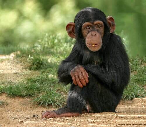 vídeo de um chimpanzé usando um celular