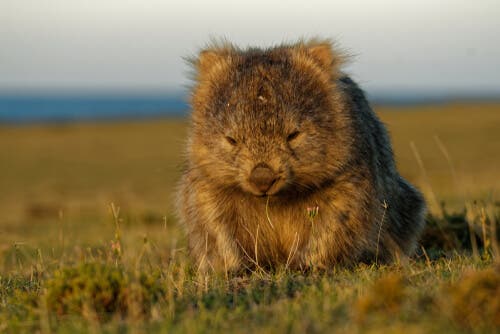 Curiosidades sobre os wombats