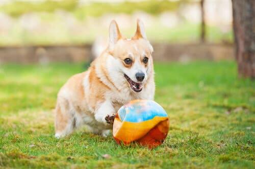 Welsh Corgi Pembroke