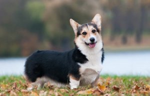Welsh Corgi Pembroke: cuidados e características