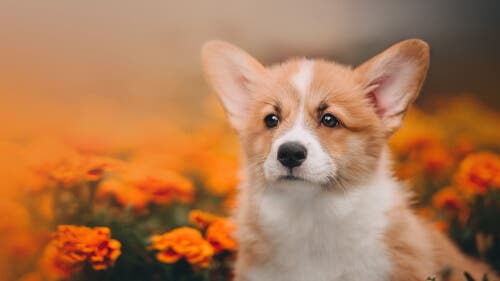 Welsh Corgi Pembroke