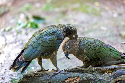 O kea