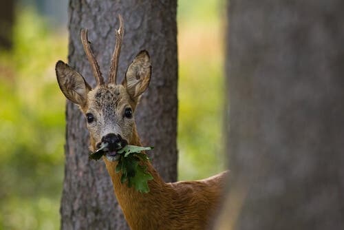 Corça na floresta de abetos capreolus capreolus corça selvagem na natureza