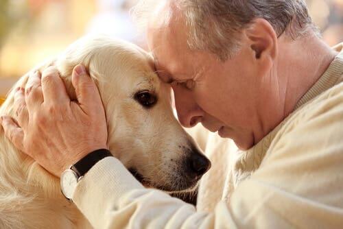 6 cuidados especiais para animais de estimação idosos