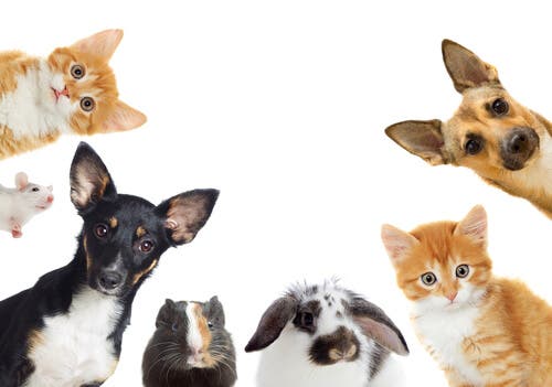 Qual é o animal de estimação certo para mim?