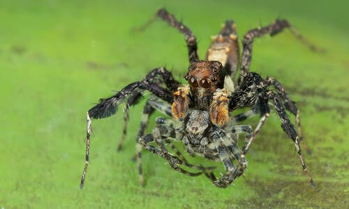 as técnicas de caça das aranhas