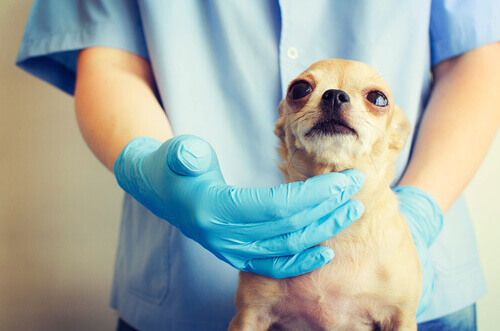Como reagir ao risco de asfixia em cães?