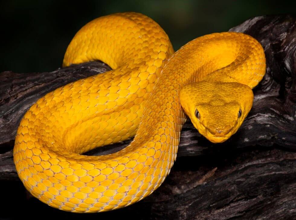 Cobras do salvadoras