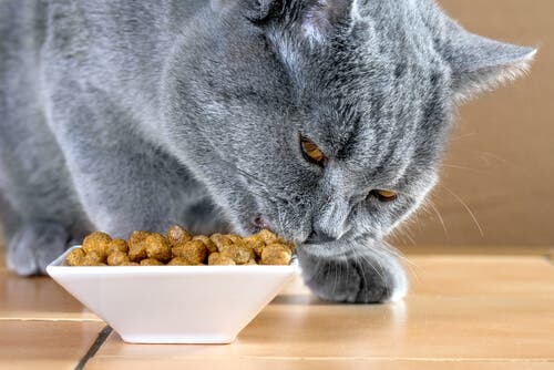 Como melhorar a dieta do british shorthair?