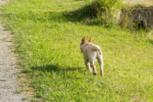 Como impedir o cachorro de fugir