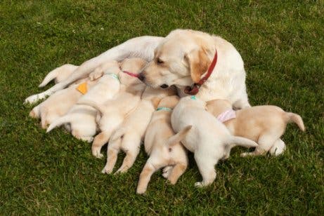 Mitos: ter uma ninhada evita o câncer nas fêmeas