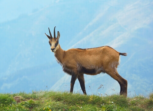 A camurça: alimentação e costumes