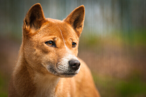 dingo-uma-subesp-cie-de-lobo-que-vive-na-austr-lia-meus-animais