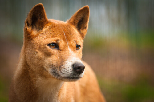 Dingo: uma subespécie de lobo que vive na Austrália