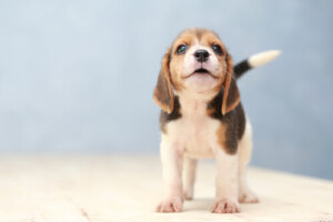 Por que existem cães com orelhas caídas?