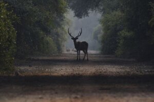 A doença cervos zumbis