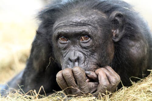 Uma nova espécie de chimpanzé extinto