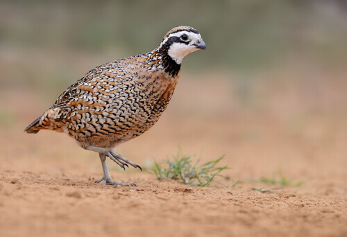 Codorniz-da-virgínia (Colinus virginianus)