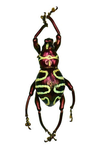 O segredo das suas cores