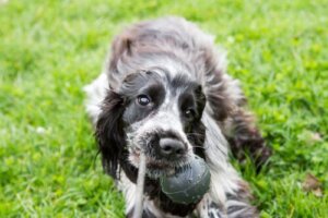 Como brincar com o seu cocker spaniel inglês?
