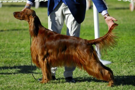 Como reconhecer uma raça de cachorro: o pedi
