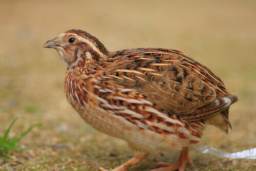 Coturnix japonica