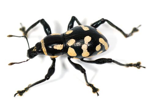 Imitadores do Pachyrrhynchus