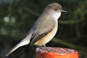 A diuca: um pássaro pequeno e muito comum