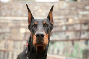 6 passos para educar um cão doberman