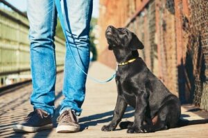 Educação canina para iniciantes: 5 dicas