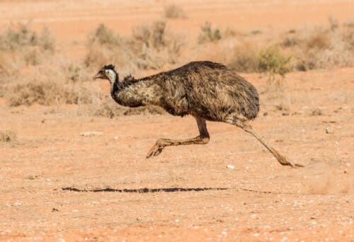 Emu