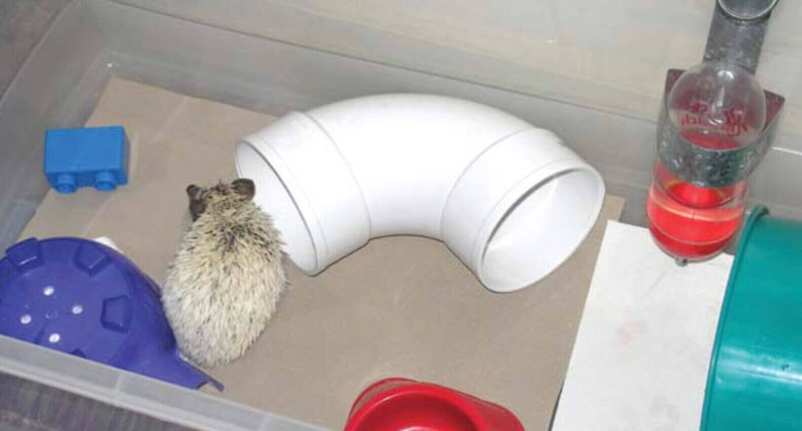 Cuidados básicos com o ouriço doméstico