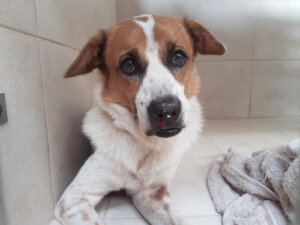 Diagnóstico de erliquiose canina