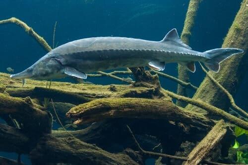 Características do peixe esturjão-beluga