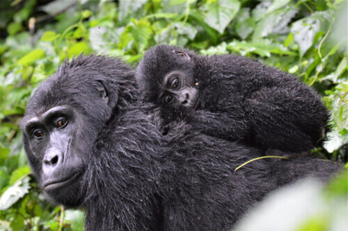 Uma família de gorilas é mais complexa do que parece