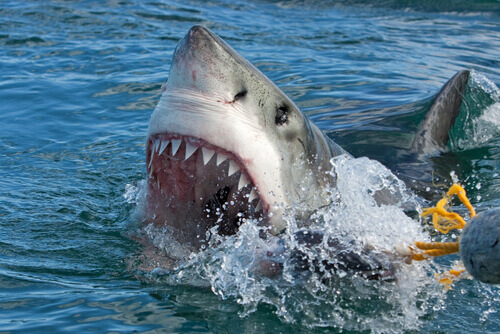 Alimentação do tubarão-branco